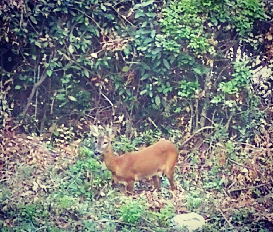 Bambi *